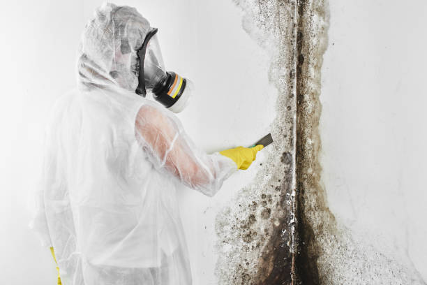 Best Post-Flood Mold Remediation in Pioche, NV