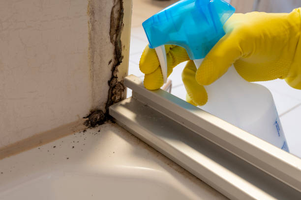 Best Emergency Mold Remediation in Pioche, NV