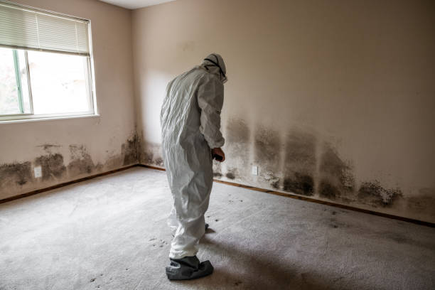 Best DIY Mold Remediation Support Services in Pioche, NV