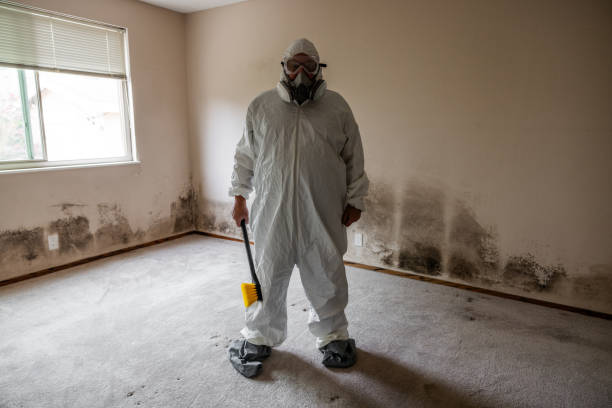 Best Attic Mold Remediation in Pioche, NV